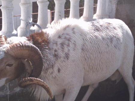 mouton de tabaski